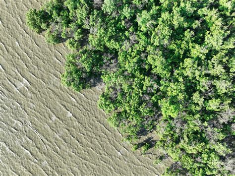 Qinzhou Mangrove Parkı: Dalgalarla Dans Eden Yeşil Bir Cennet!