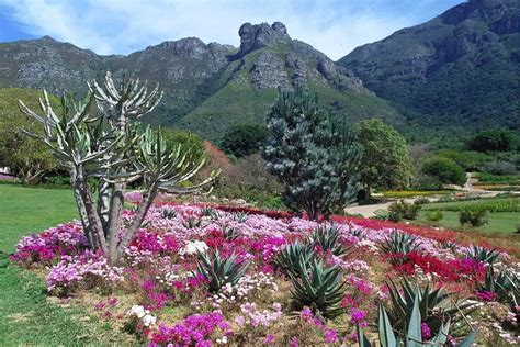 Spas en İhtişamlı Manzaralar ile Güney Afrika'nın Gizli Cenneti: Kirstenbosch Ulusal Botanik Bahçesi!